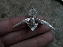 Load image into Gallery viewer, Rothschild’s Slipper + Sapphire