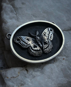 Cecropia Moth
