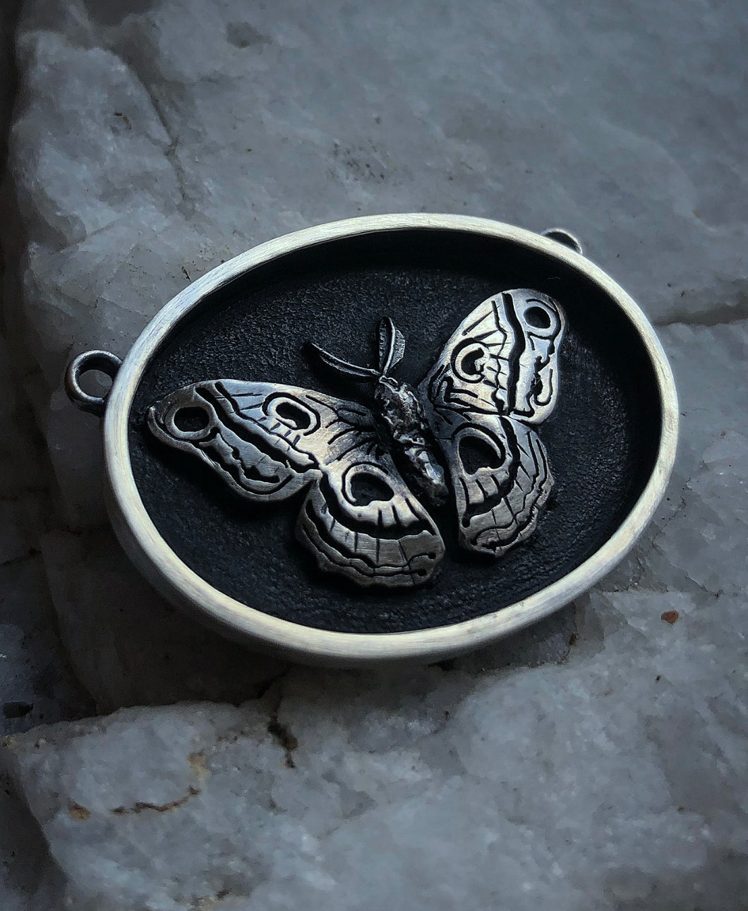 Cecropia Moth